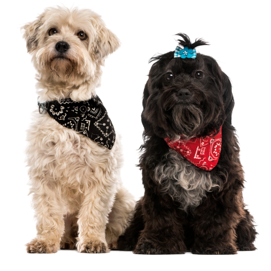 Twee honden van Dogi