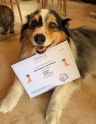 QYRA-AUSTRALIAN SHEPERD. Dogi