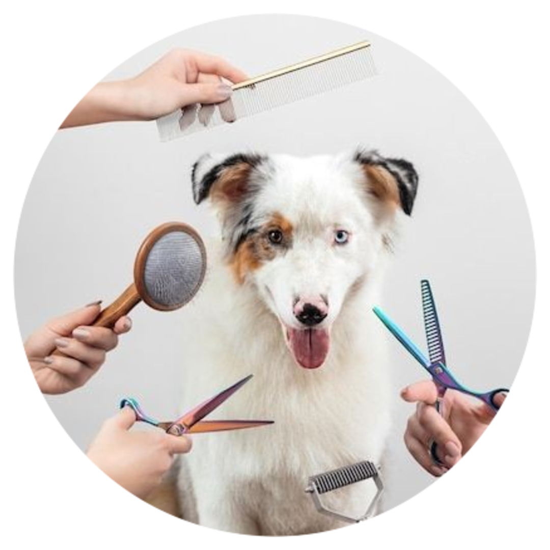 Veilige opvangomgeving voor honden