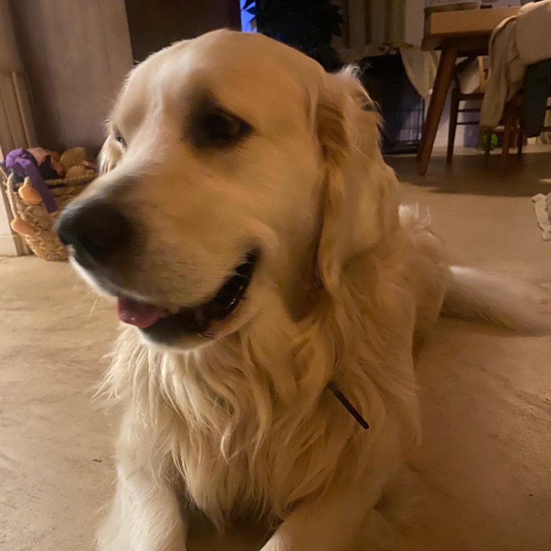 Baasje van Lou