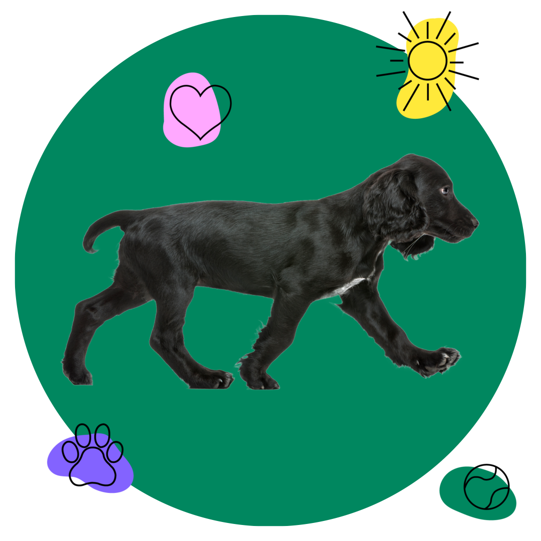 De DogiFriends community