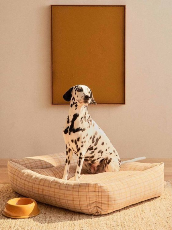 Een ontspannen hond bij Dogi