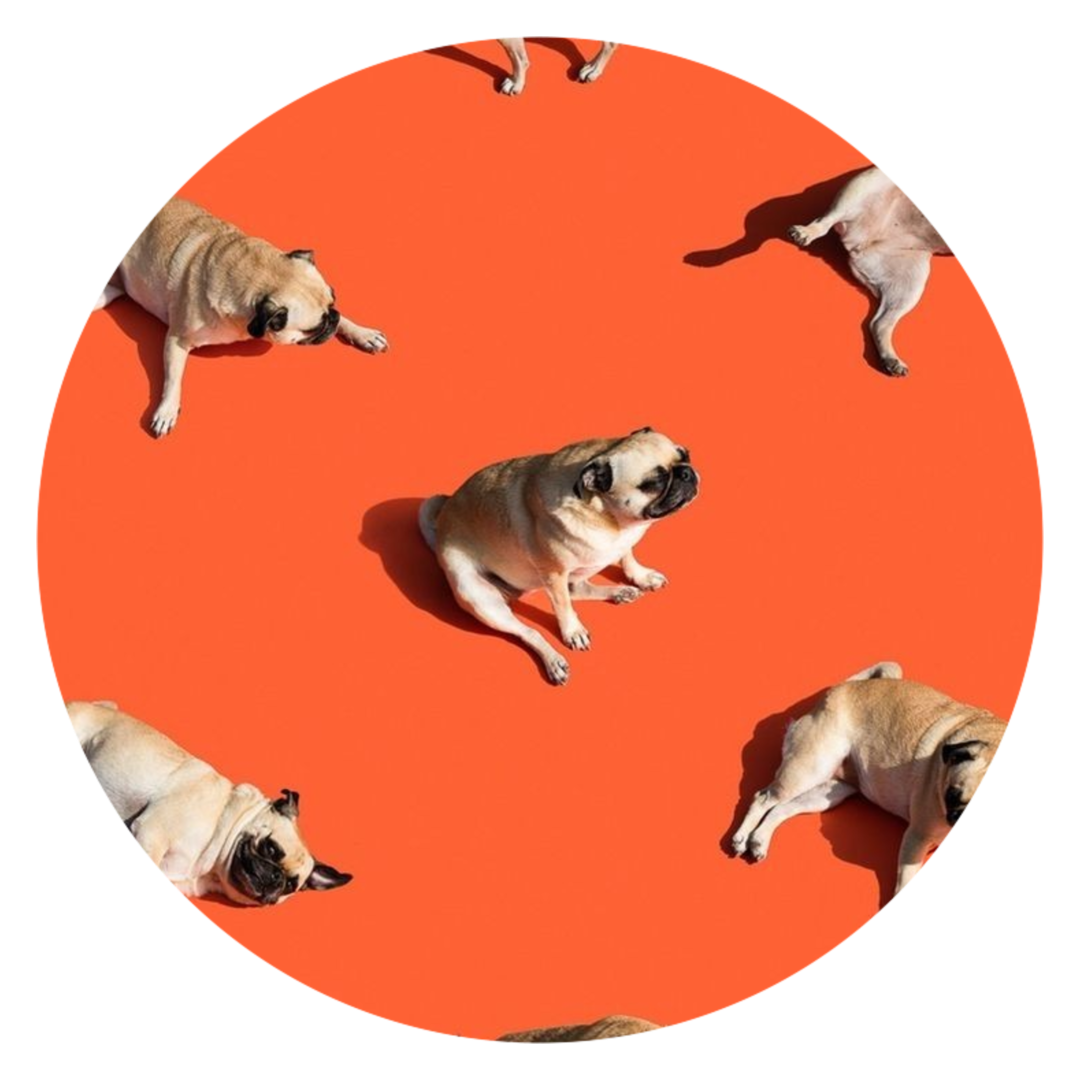 Intakegesprek bij Dogi