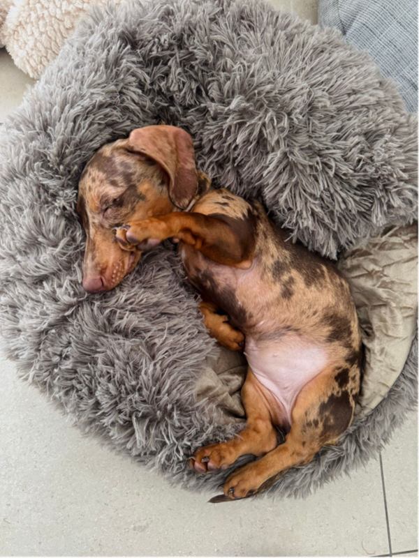 Een hond slaapt rustig bij Dogi
