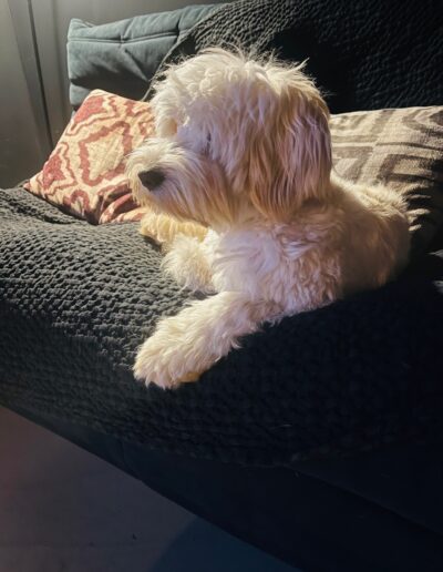 PULLI- MALTIPOO/TERRIER/ Dogi