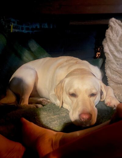 JACKY - LABRADOR: Dogi