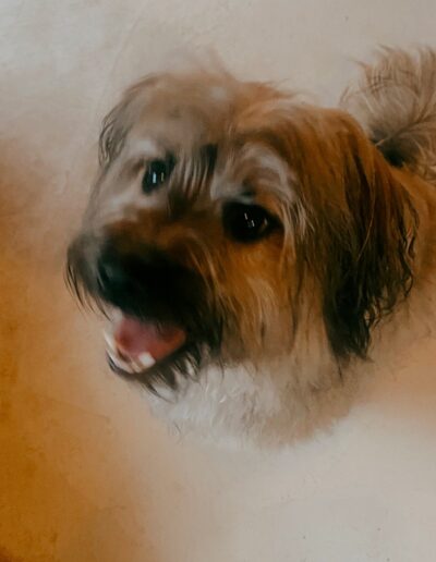 YOUP - PYRENESE HERDER: DogiPlay