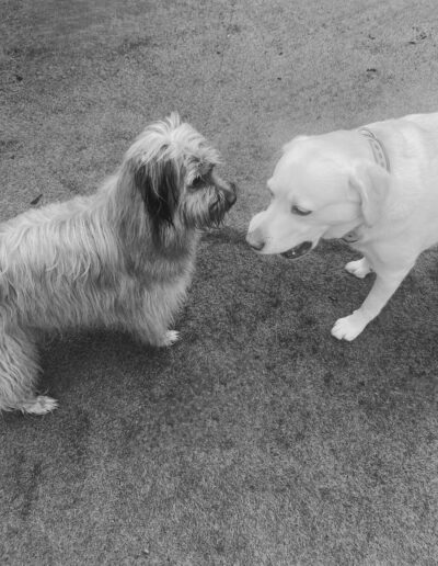 JACKY - LABRADOR: Dogi