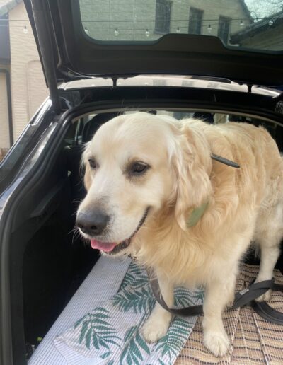 DogiFriend bij Dogi