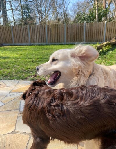 LOU - GOLDEN RETRIEVER: DogiPlay