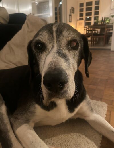 LEONIE - ONZE BOMMA: DogiFriends