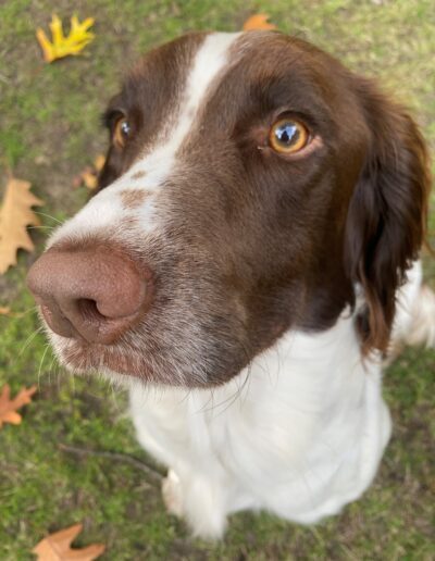 TOPPER: 2 de beste hond van de wereld
