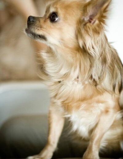 PAULETTEKE - CHIWAWA: DE BESTE HOND VAN DE WERELD