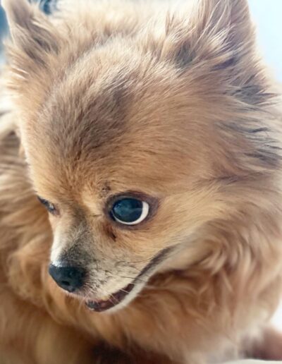 PAULETTEKE - CHIWAWA: DE BESTE HOND VAN DE WERELD