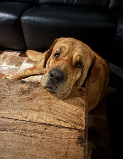 DogiFriend