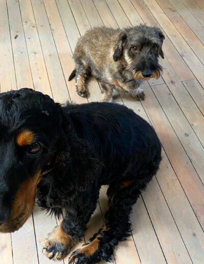 FONZI - COCKER SPANIEL: DogiFriend