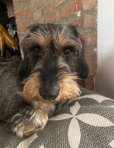 TOSCA - TECKEL: Dogi