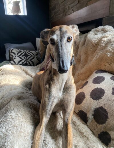 NICE - GALGO ESPAGNOL: Dogi Nice
