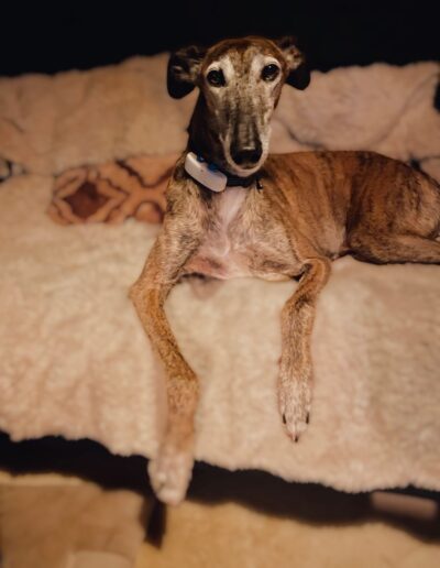 NICE - GALGO ESPAGNOL: Dogi Nice