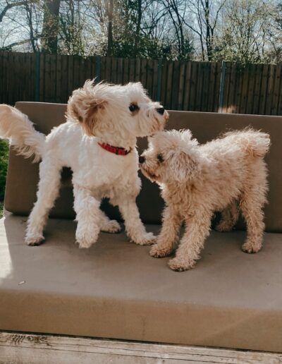 PULLI- MALTIPOO/TERRIER & PIPPA -POEDEL : DogiPlay