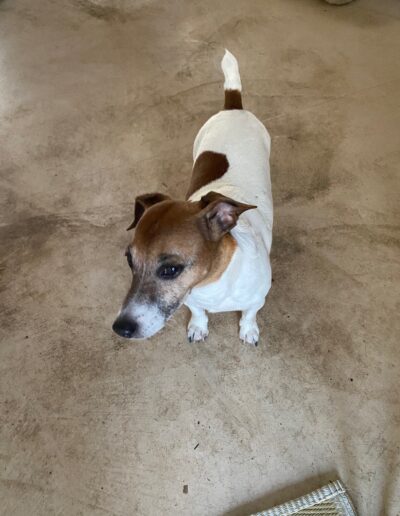 JACKY - JACK RUSSEL : Dogi