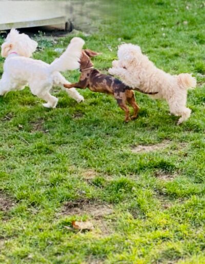 PULLI- MALTIPOO/TERRIER & NALA: TECKEL & PIPPA -POEDEL