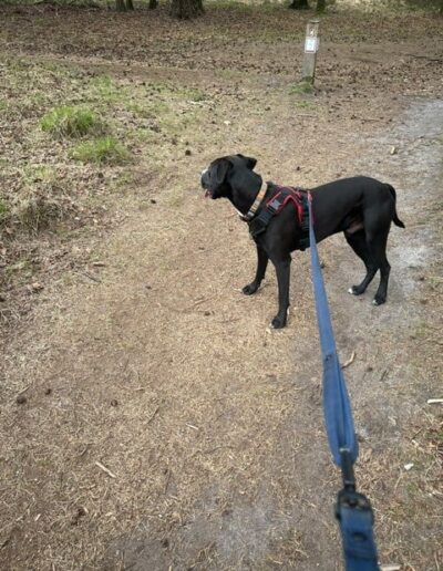 RINGO - A MIX STAR. Dogi Go