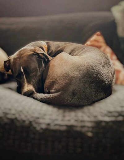 RINGO - A MIX STAR. Dogi Sleep