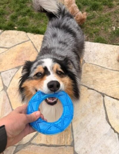 QYRA-AUSTRALIAN SHEPERD. DogiPlay
