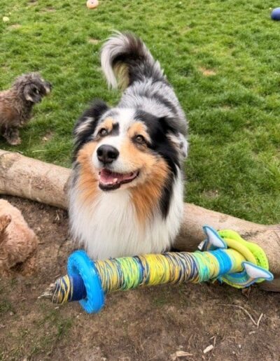 QYRA-AUSTRALIAN SHEPERD. DogiPlay