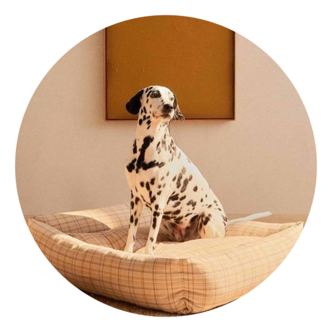 Hond ontspannen op zijn eigen kussen
